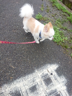 f:id:roukenhome-ann:20190722192121j:plain