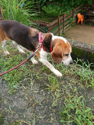f:id:roukenhome-ann:20190722192133j:plain