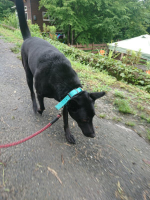 f:id:roukenhome-ann:20190722192201j:plain