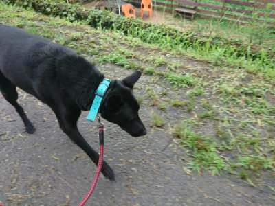 f:id:roukenhome-ann:20190722192206j:plain