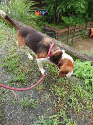 f:id:roukenhome-ann:20190722192212j:plain