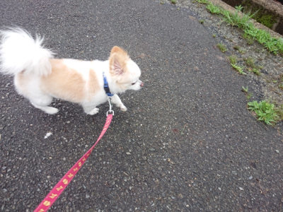 f:id:roukenhome-ann:20190722192233j:plain