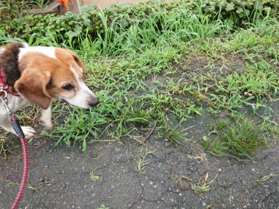 f:id:roukenhome-ann:20190722192239j:plain