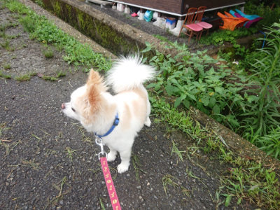 f:id:roukenhome-ann:20190722192255j:plain