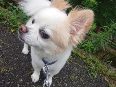 f:id:roukenhome-ann:20190722192316j:plain