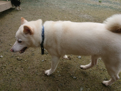 f:id:roukenhome-ann:20190723115635j:plain
