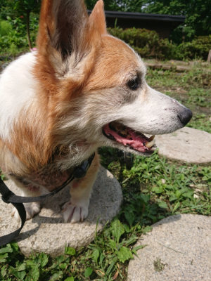 f:id:roukenhome-ann:20190723115649j:plain