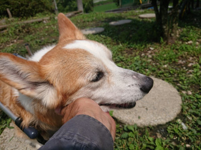 f:id:roukenhome-ann:20190723115706j:plain