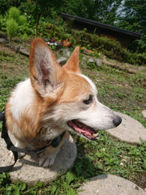 f:id:roukenhome-ann:20190723115722j:plain