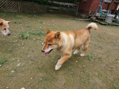 f:id:roukenhome-ann:20190723115825j:plain