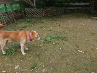 f:id:roukenhome-ann:20190723115855j:plain