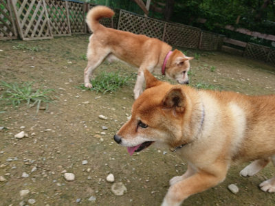 f:id:roukenhome-ann:20190723115914j:plain