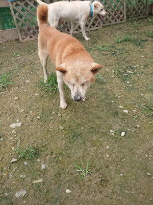 f:id:roukenhome-ann:20190723115947j:plain