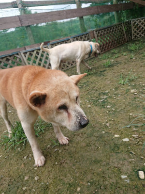 f:id:roukenhome-ann:20190723120048j:plain