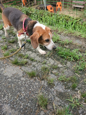 f:id:roukenhome-ann:20190723120728j:plain
