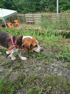 f:id:roukenhome-ann:20190723120732j:plain