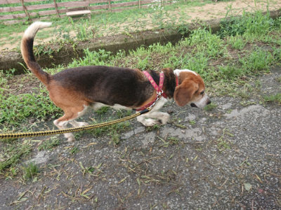 f:id:roukenhome-ann:20190723120737j:plain