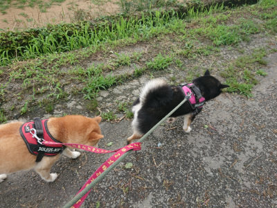 f:id:roukenhome-ann:20190723120859j:plain