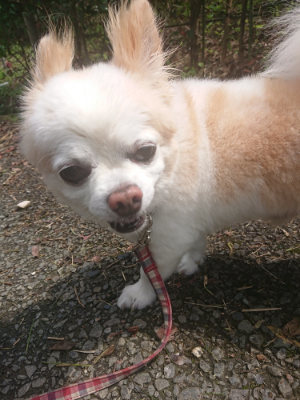 f:id:roukenhome-ann:20190723120919j:plain