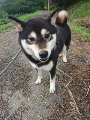 f:id:roukenhome-ann:20190723120938j:plain