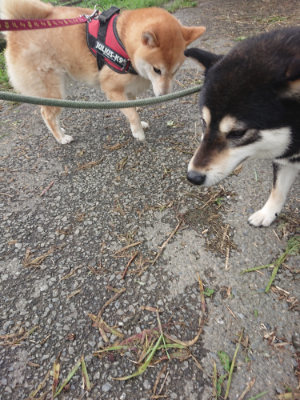 f:id:roukenhome-ann:20190723121000j:plain