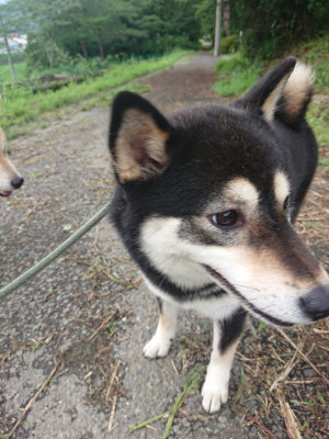 f:id:roukenhome-ann:20190723121049j:plain