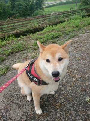 f:id:roukenhome-ann:20190723121054j:plain