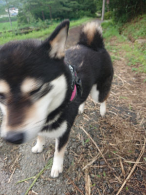 f:id:roukenhome-ann:20190723121110j:plain