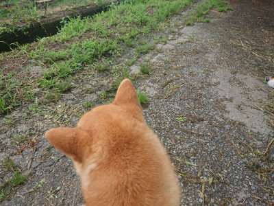 f:id:roukenhome-ann:20190723121115j:plain