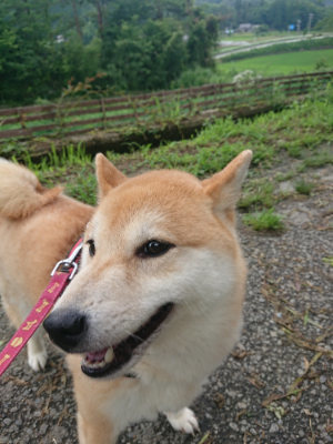 f:id:roukenhome-ann:20190723121151j:plain