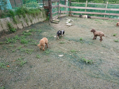 f:id:roukenhome-ann:20190723121156j:plain