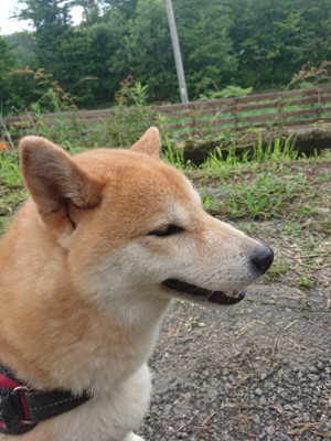 f:id:roukenhome-ann:20190723121209j:plain