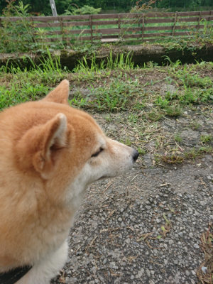 f:id:roukenhome-ann:20190723121228j:plain