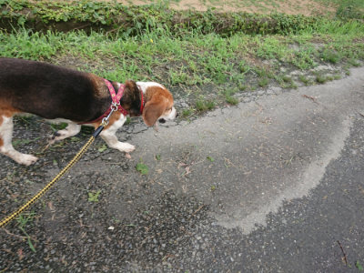f:id:roukenhome-ann:20190723121247j:plain