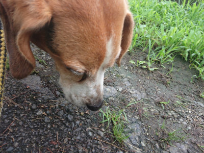 f:id:roukenhome-ann:20190723121351j:plain