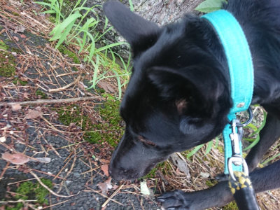 f:id:roukenhome-ann:20190723121401j:plain