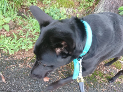 f:id:roukenhome-ann:20190723121422j:plain