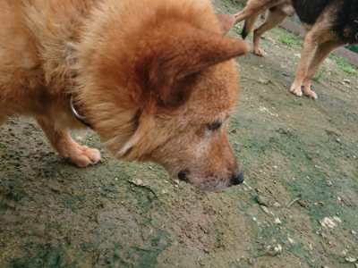 f:id:roukenhome-ann:20190723121559j:plain