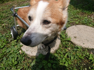 f:id:roukenhome-ann:20190723121609j:plain