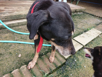f:id:roukenhome-ann:20190723121741j:plain
