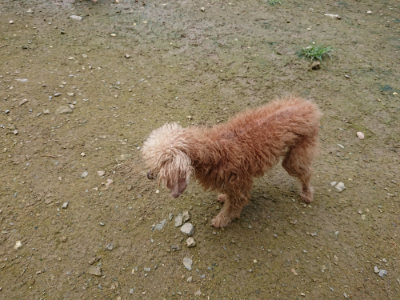 f:id:roukenhome-ann:20190723122321j:plain
