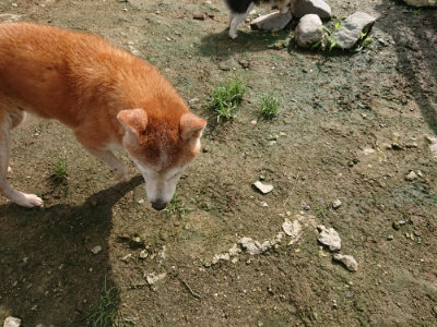 f:id:roukenhome-ann:20190723123026j:plain
