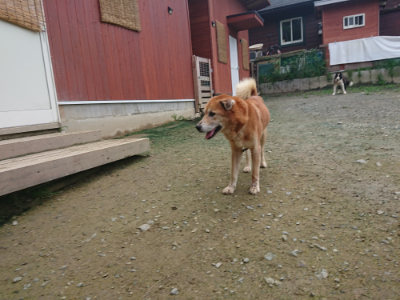 f:id:roukenhome-ann:20190723123050j:plain