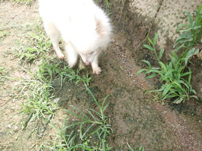 f:id:roukenhome-ann:20190723123156j:plain