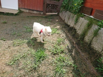 f:id:roukenhome-ann:20190723123246j:plain