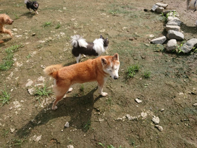 f:id:roukenhome-ann:20190723123347j:plain