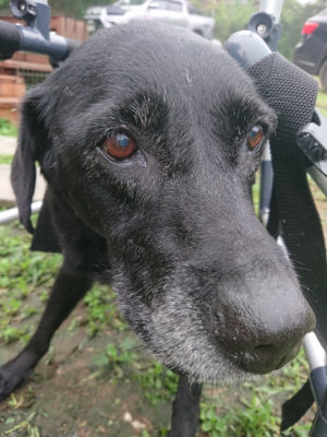 f:id:roukenhome-ann:20190724103618j:plain f:id:roukenhome-ann:20190724103618j:plain