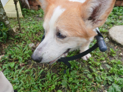 f:id:roukenhome-ann:20190724103624j:plain f:id:roukenhome-ann:20190724103624j:plain