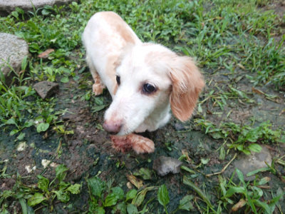 f:id:roukenhome-ann:20190724103706j:plain f:id:roukenhome-ann:20190724103706j:plain