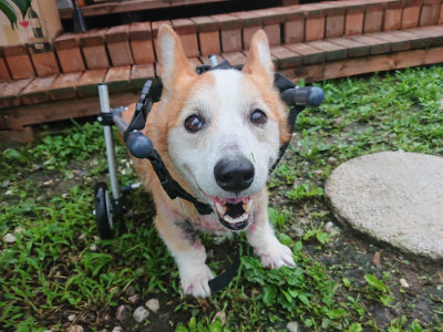 f:id:roukenhome-ann:20190724103716j:plain f:id:roukenhome-ann:20190724103716j:plain